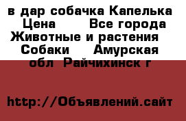 в дар собачка Капелька › Цена ­ 1 - Все города Животные и растения » Собаки   . Амурская обл.,Райчихинск г.